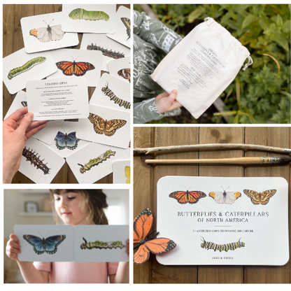 Butterfly Life Cycle Curriculum Kit